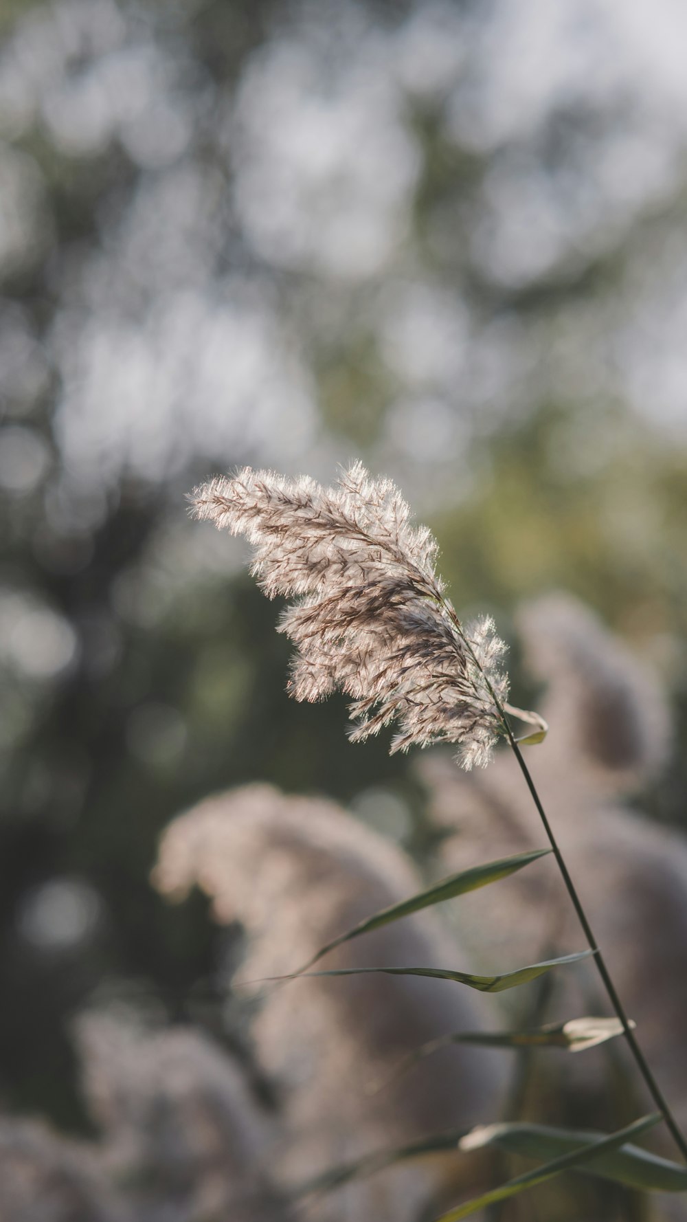 a close up of a plant with a blurry background