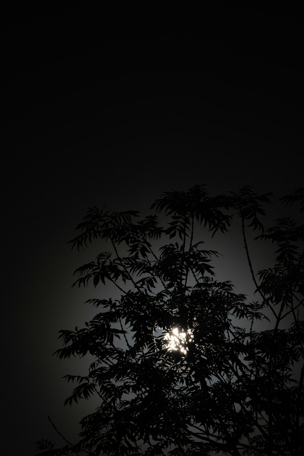 a full moon seen through the branches of a tree