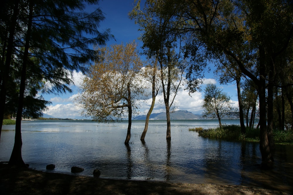 a body of water surrounded by trees on a sunny day