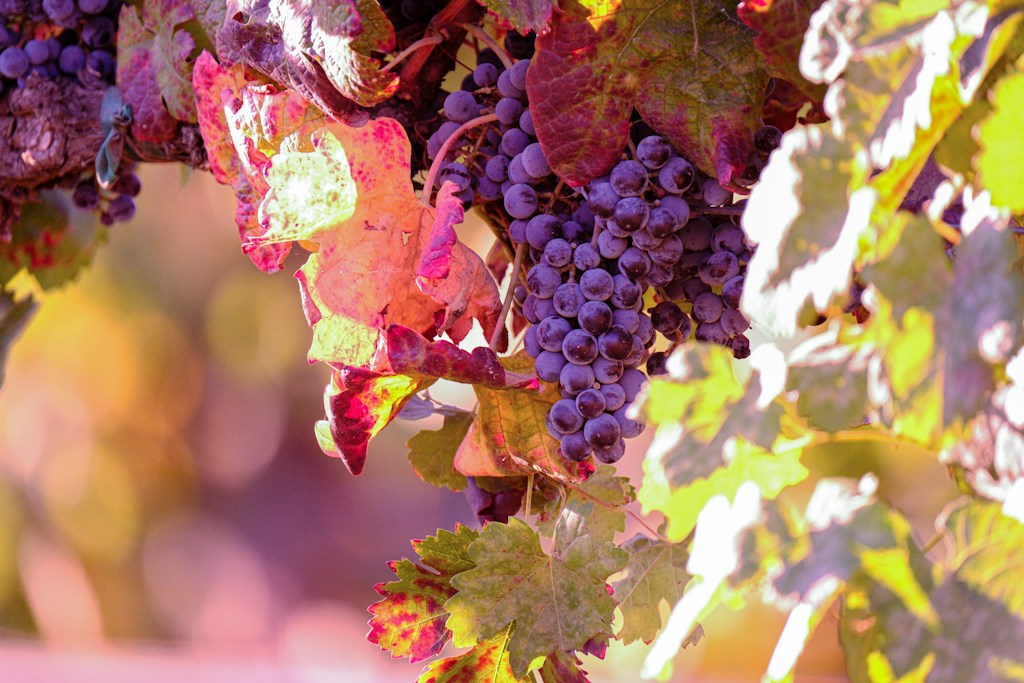 Grapevine Member