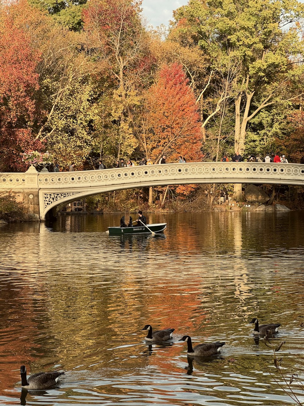 un groupe de canards flottant au-dessus d’un lac à côté d’un pont