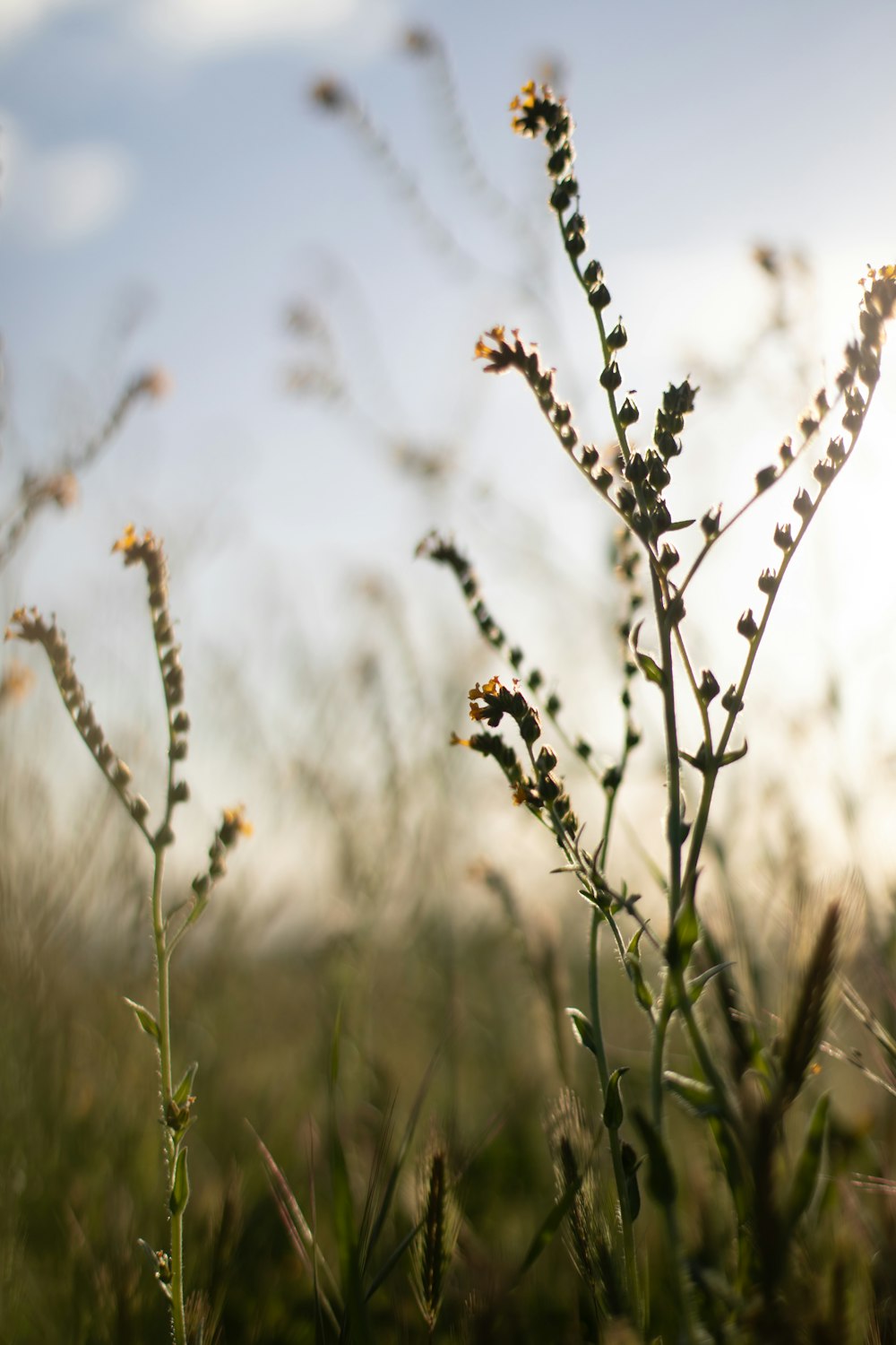 a close up of a plant in a field