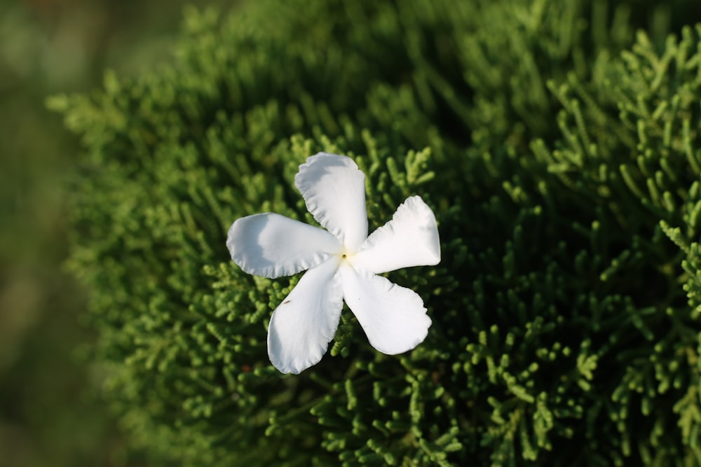 a small white flower sitting on top of a green plant