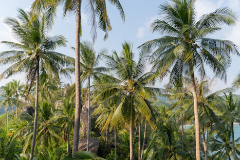 Koh Tao travel guide