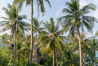 Koh Tao travel guide
