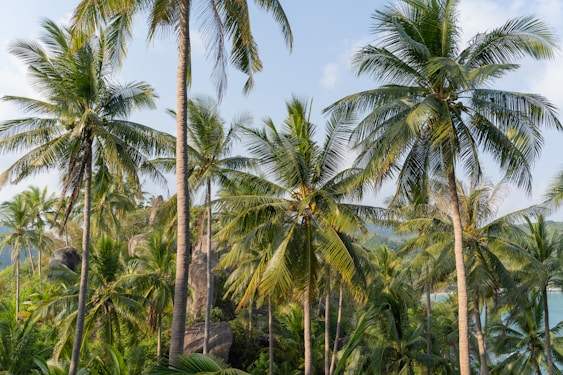 a group of palm trees with a mountain in the background