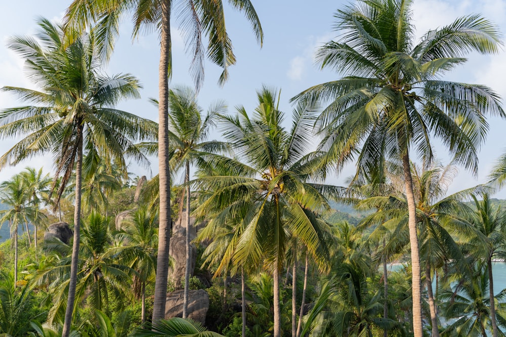 a group of palm trees with a mountain in the background