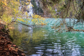 A tranquil lakeside scene with clear turquoise water, surrounded by lush foliage in various shades of green and yellow. Sunlight filters through the trees, casting reflections on the water's surface. Fallen leaves and natural debris are scattered along the shore, adding to the serene, untouched beauty of the landscape.