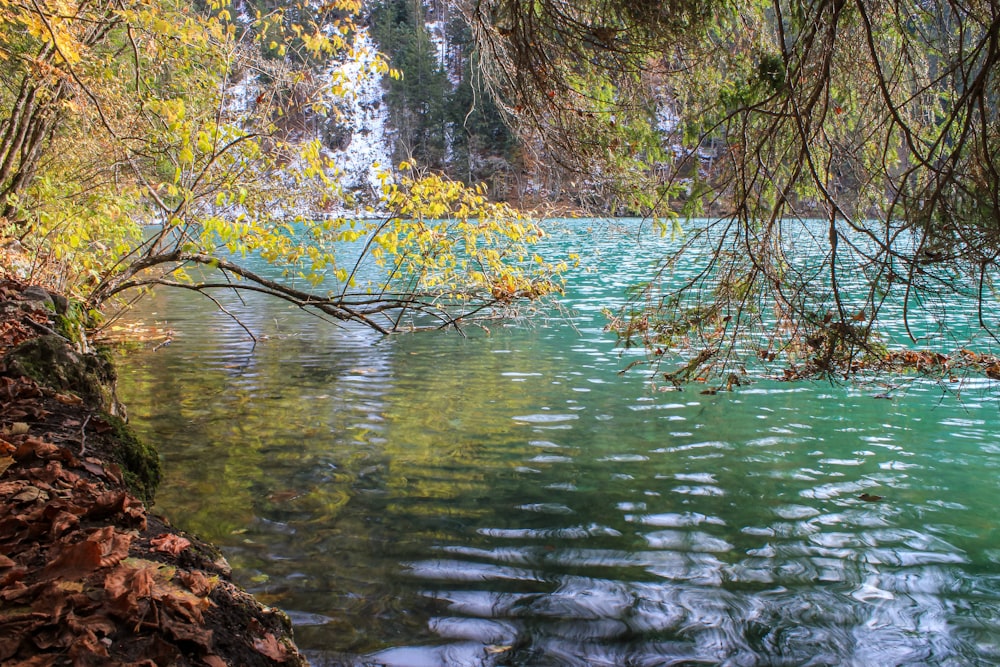 un cuerpo de agua rodeado de árboles y rocas