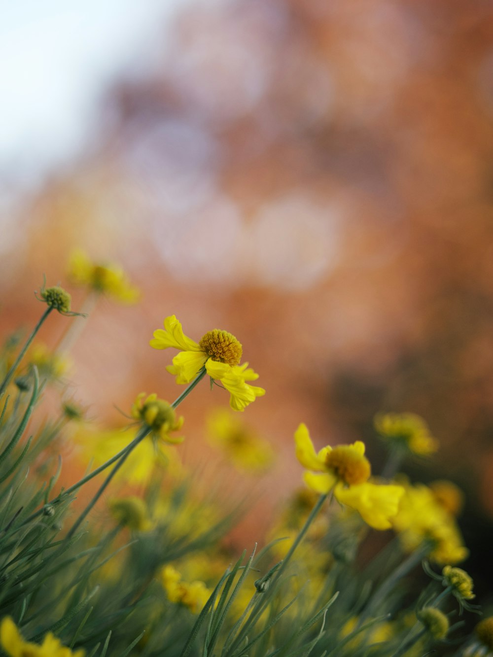 a bunch of yellow flowers that are in the grass