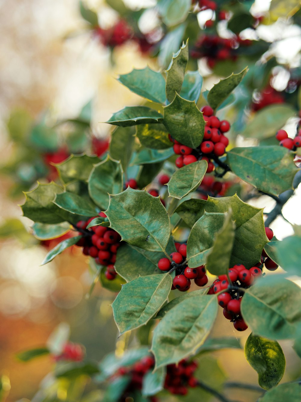 a branch with red berries and green leaves