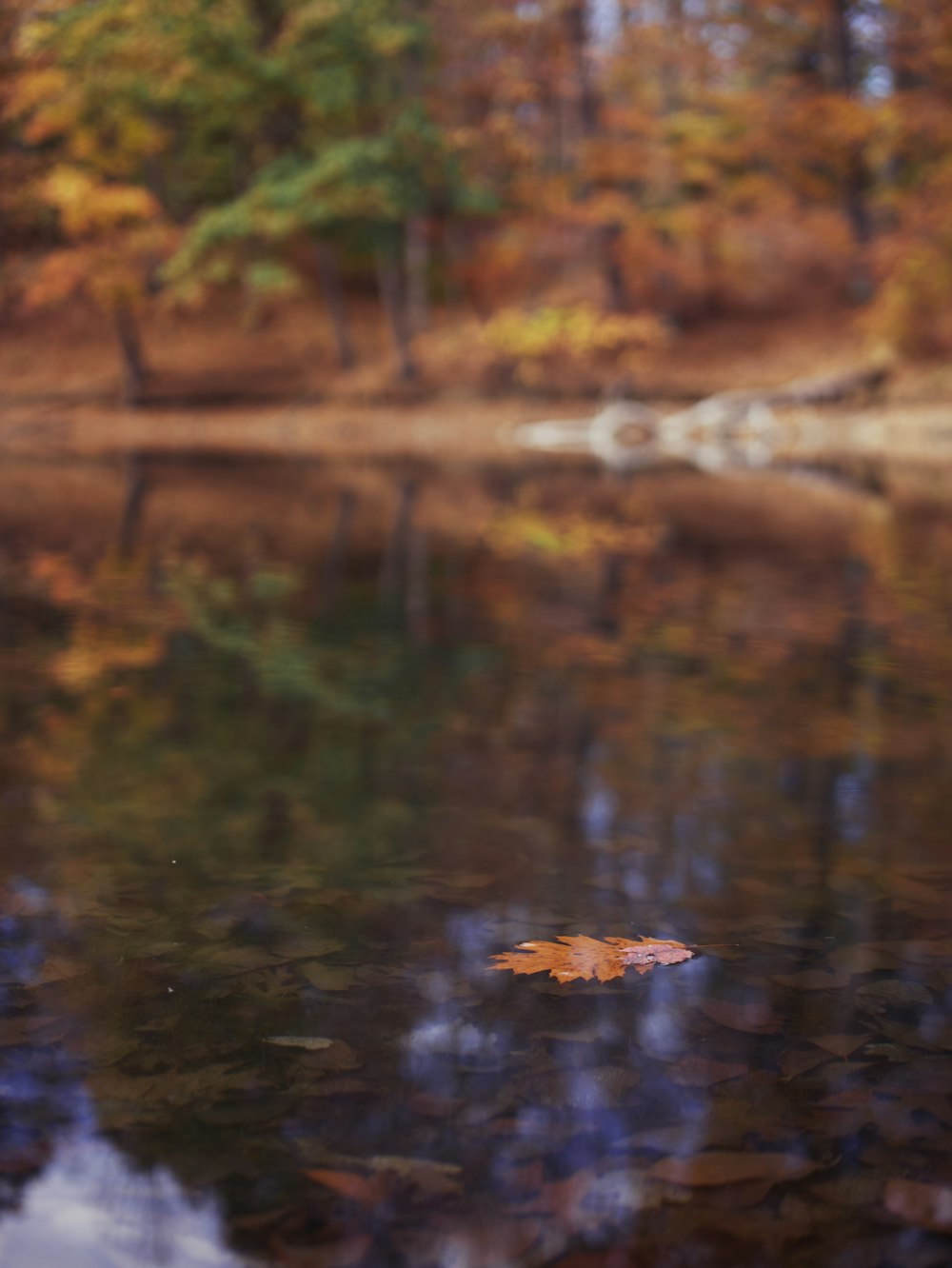 a leaf floating on a body of water