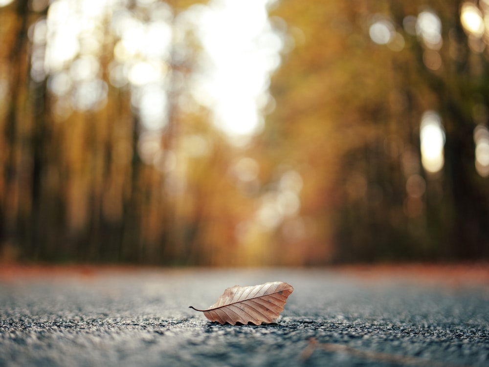 Ein Blatt liegt mitten auf der Straße auf dem Boden