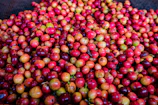 Farmers sorting freshly picked coffee cherries on a wooden table