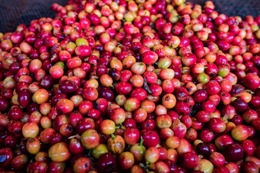 A large pile of ripe coffee cherries with varying shades of red, some tinged with green. The cherries are glossy, suggesting freshness, and are tightly packed together on a mesh surface.