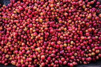 A dense collection of ripe coffee cherries with a vibrant mix of red and some unripe green hues, scattered across a mesh surface. The image shows a rich texture and variety of colors indicating different ripeness stages.