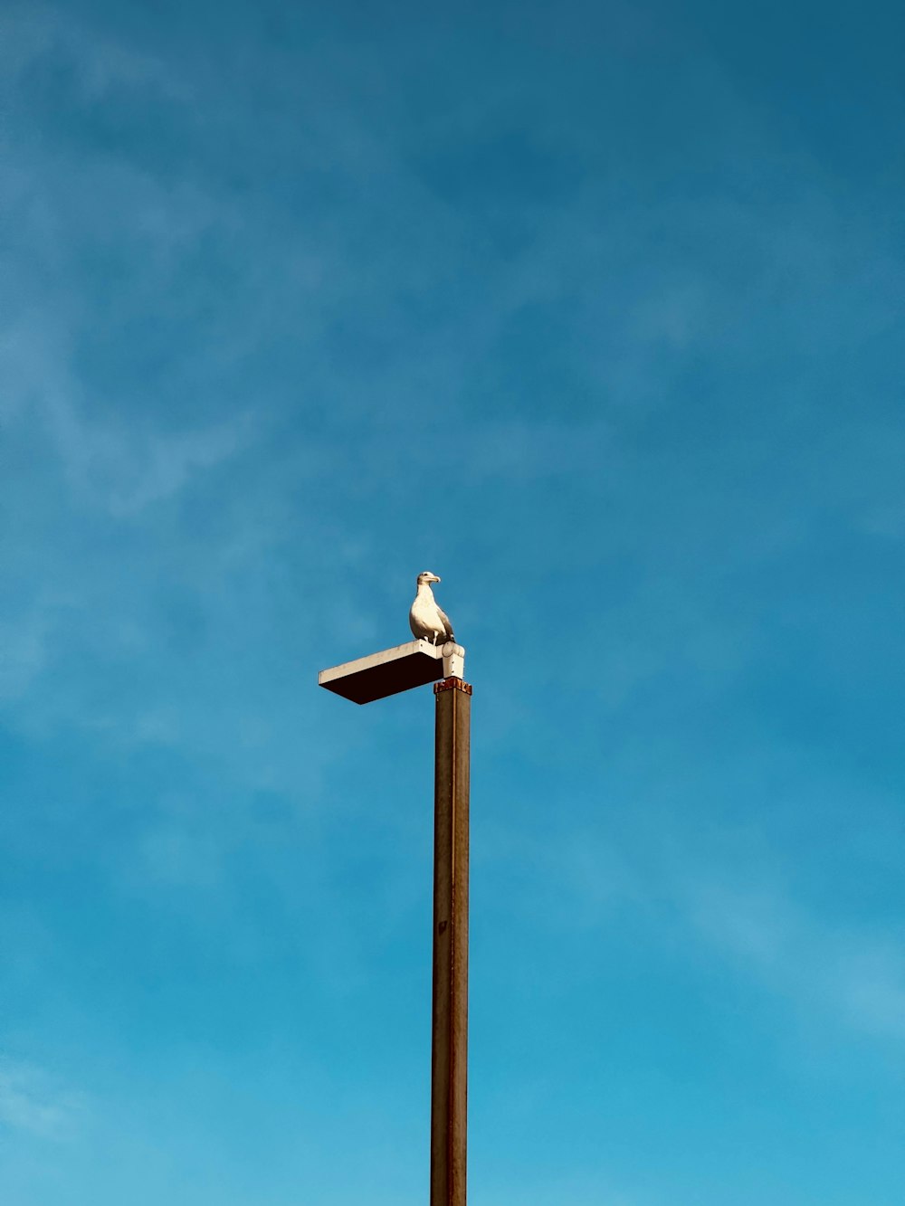 a bird sitting on top of a wooden pole