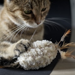 A close-up of a cat with light brown fur and white markings playing with a textured plush toy that has small feather accents.