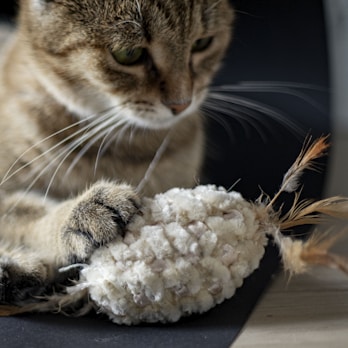 A close-up of a cat with light brown fur and white markings playing with a textured plush toy that has small feather accents.
