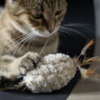 Close-up of a curious cat playing with a branded toy indoors.
