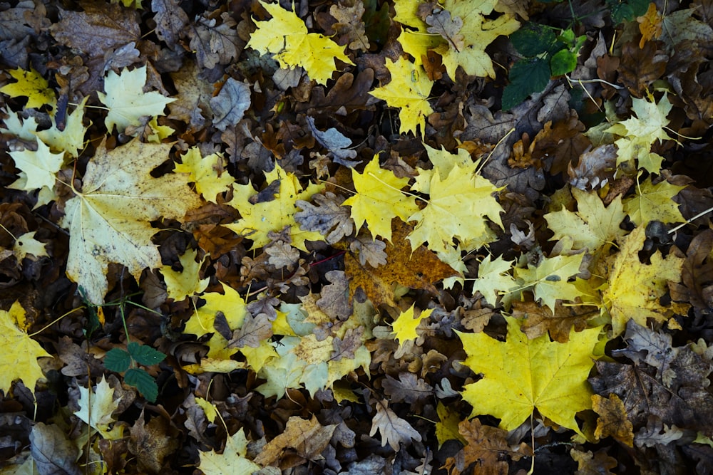 a bunch of leaves that are laying on the ground