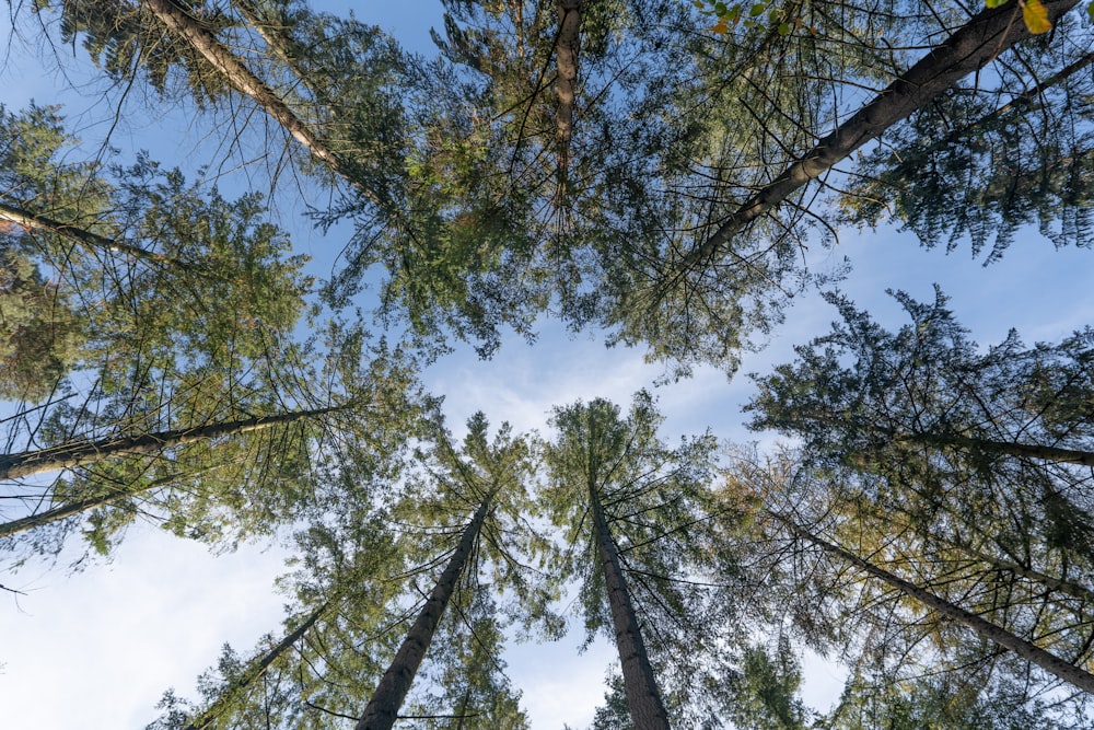 looking up at the tops of tall trees