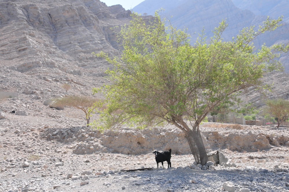una mucca in piedi sotto un albero nel deserto