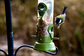 A vibrant bird feeder with a built-in camera capturing lively moments of free birds visiting.