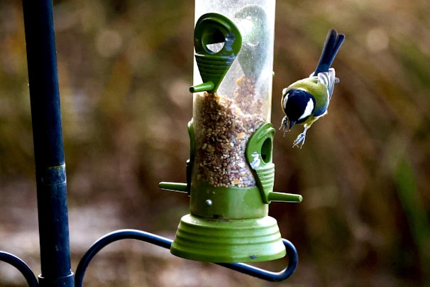 A vibrant bird feeder with a built-in camera capturing lively moments of free birds visiting.