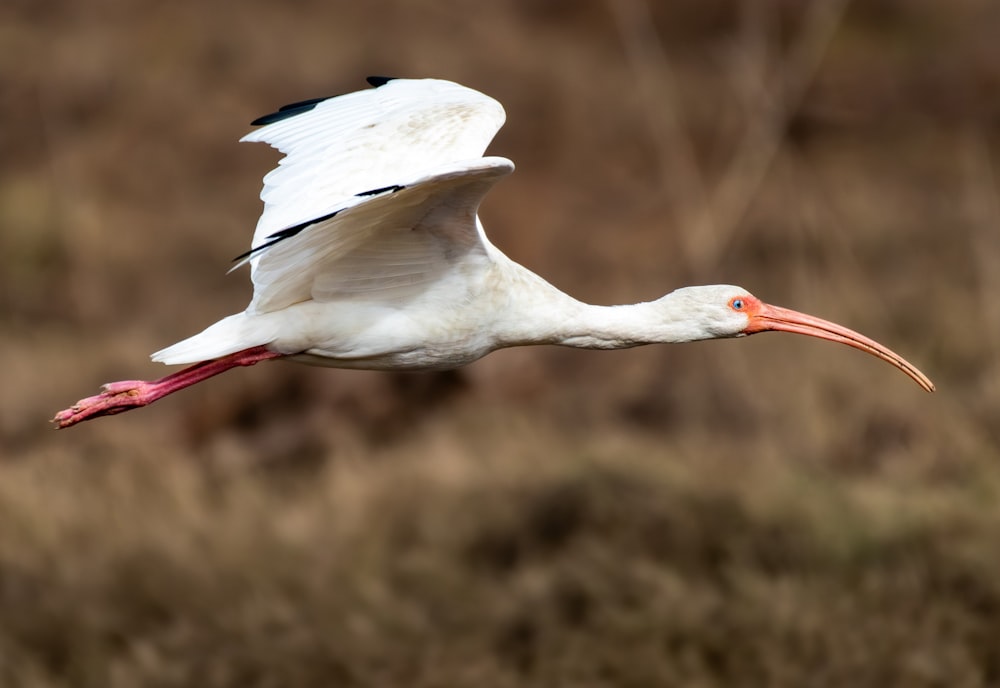 a large white bird with a long red beak