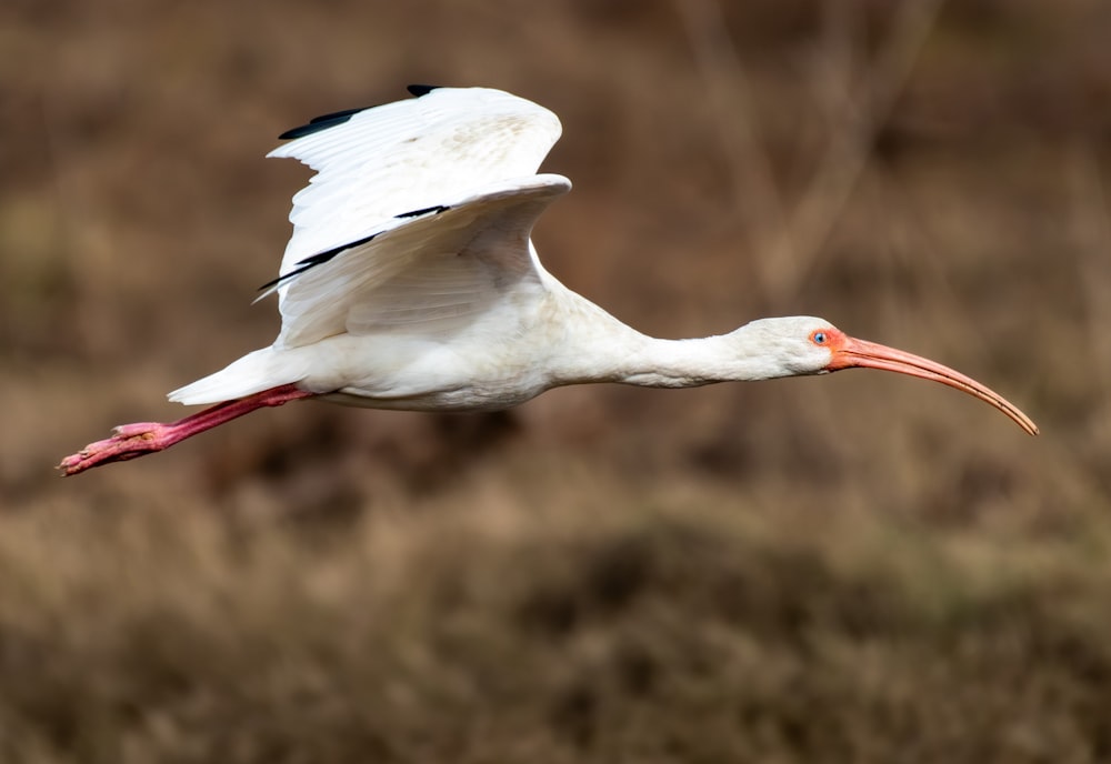 un gran pájaro blanco con un largo pico rojo