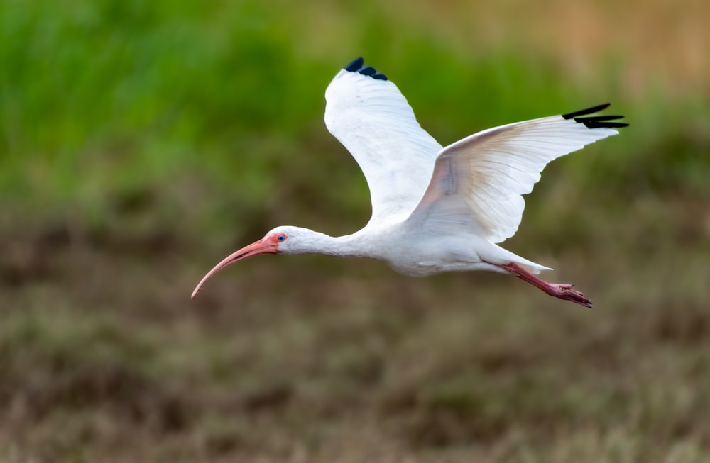 ein großer weißer Vogel mit einem langen roten Schnabel
