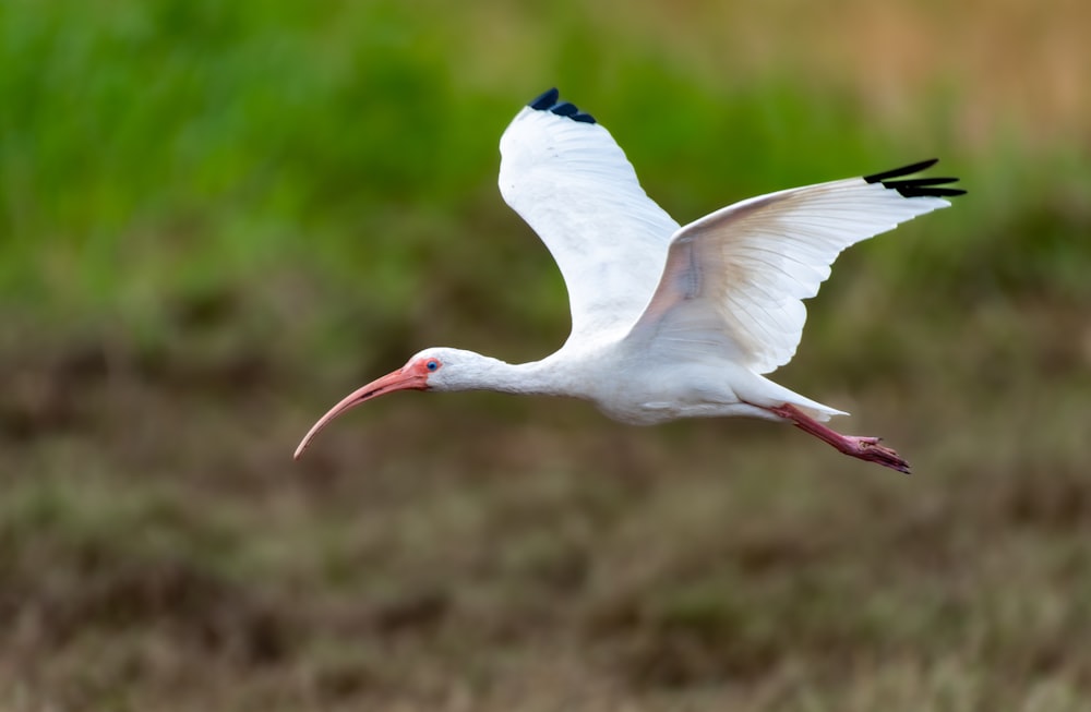 a large white bird with a long red beak