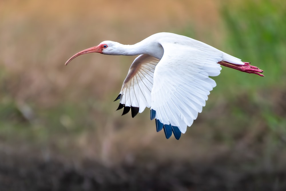 a large white bird with a red beak flying through the air