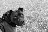 A before-and-after photo showing a dog’s transformation after rehabilitation.