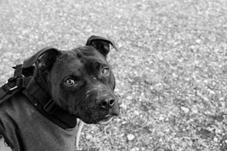 Close-up of a service dog wearing a certification vest.