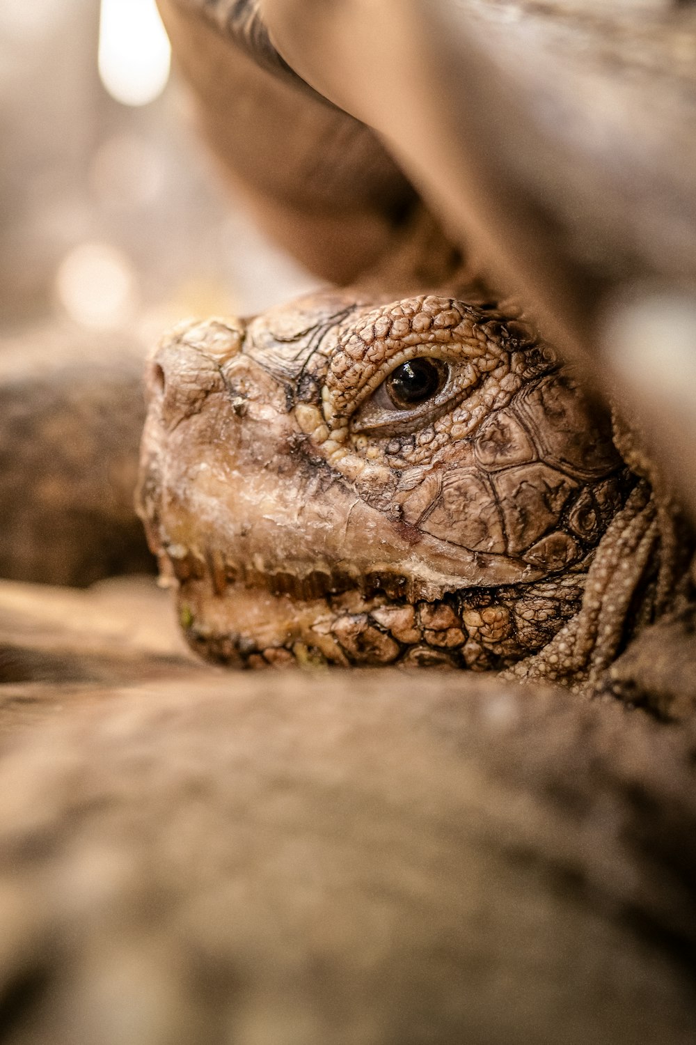 a close up of a tortoise looking at the camera