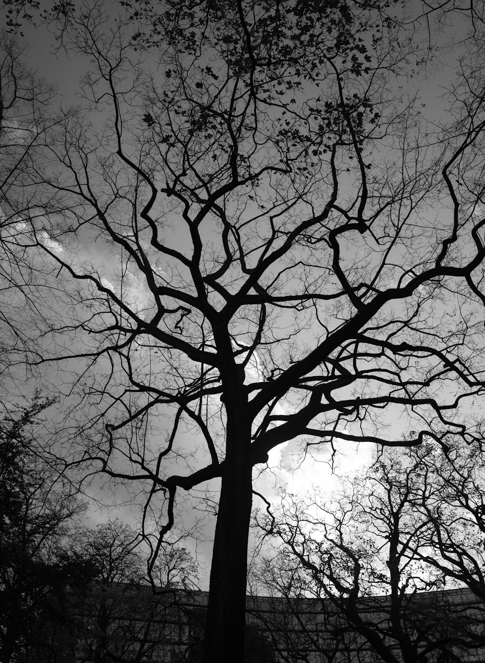 Una foto en blanco y negro de un árbol sin hojas
