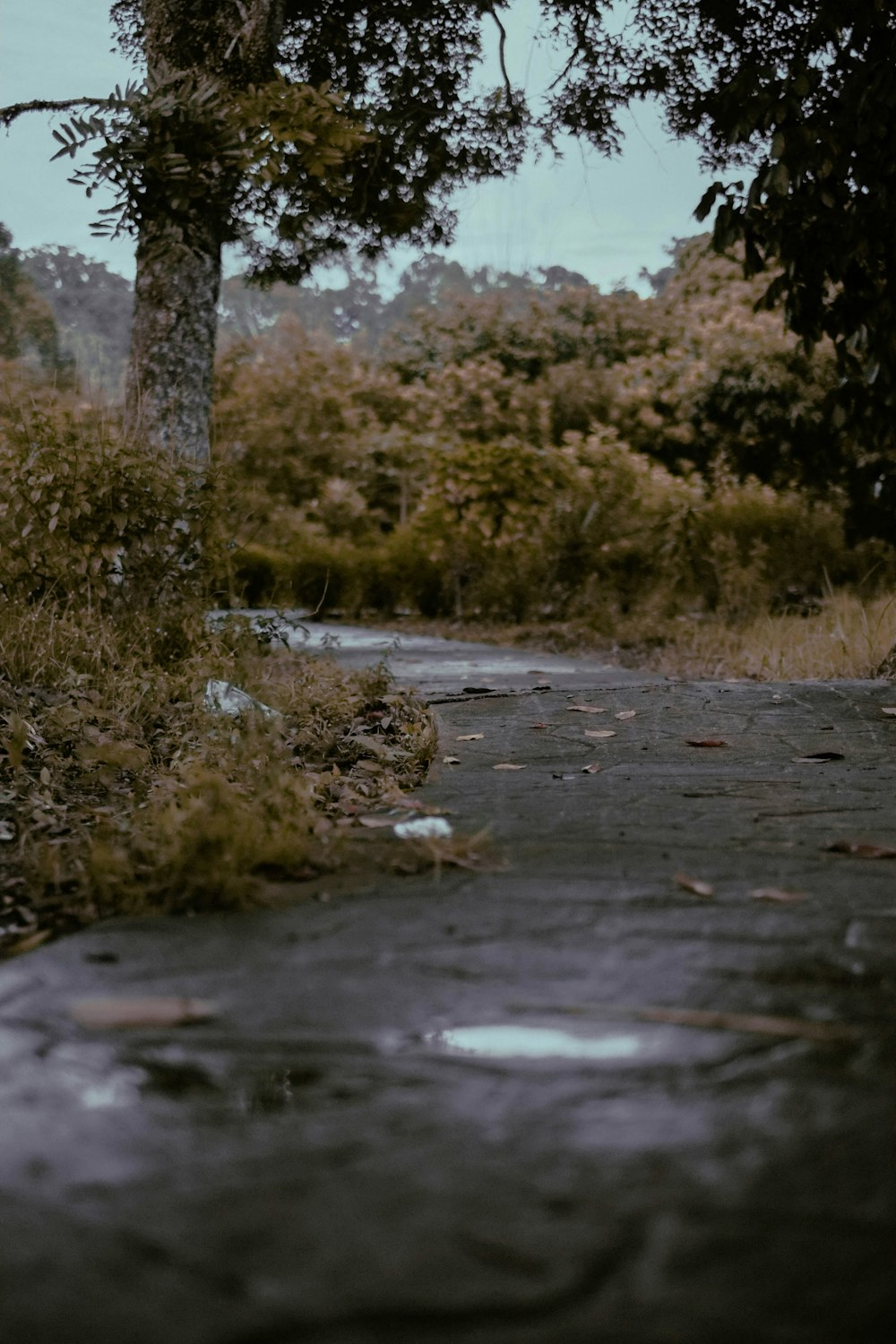 an empty road with a tree and bushes in the background