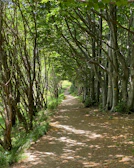 A peaceful garden path winding through tall trees with dappled sunlight