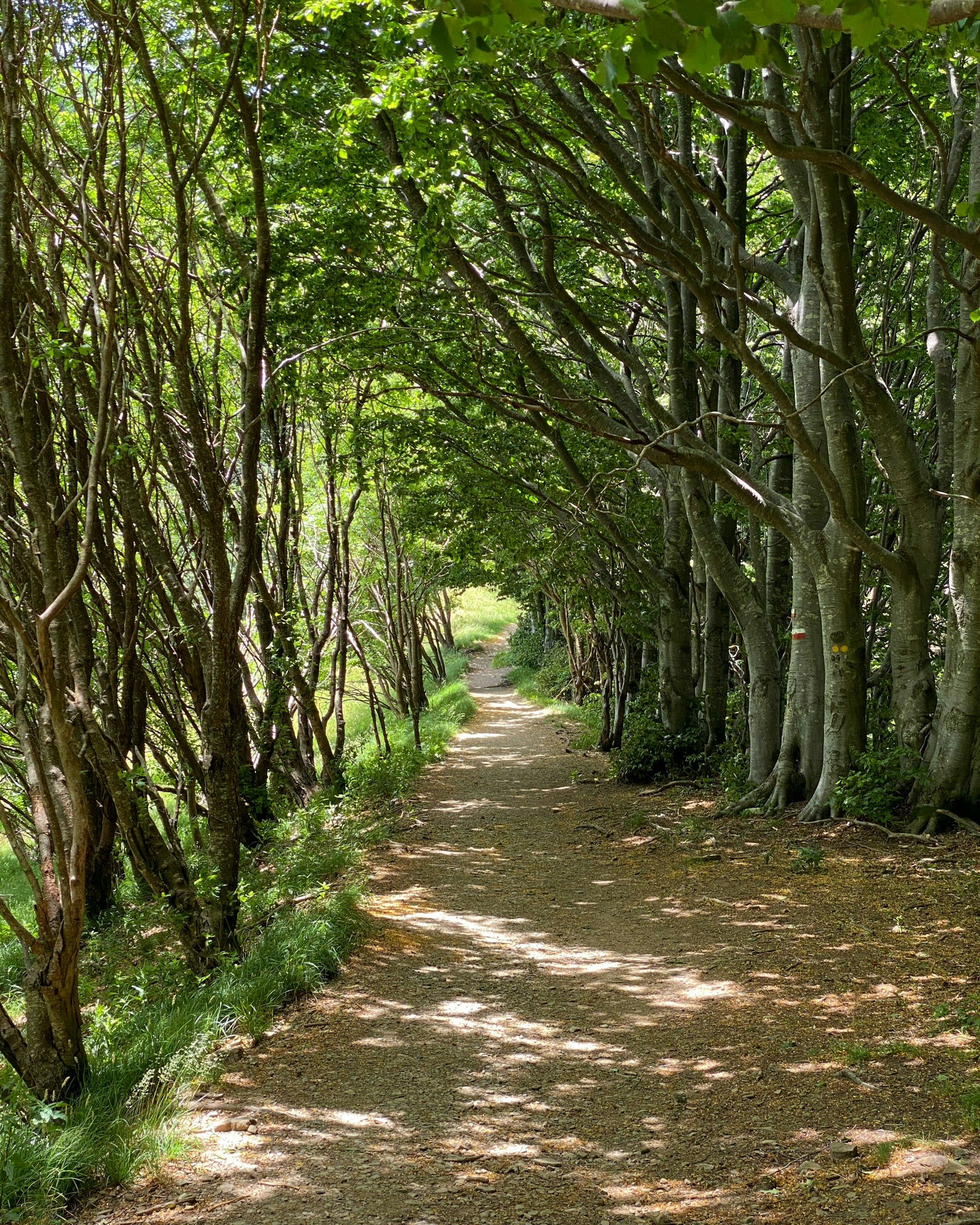 A quiet, sunlit trail winding through tall trees, offering a serene path to nowhere in particular.