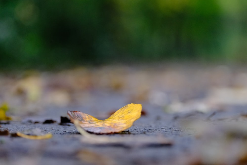 a yellow leaf is laying on the ground