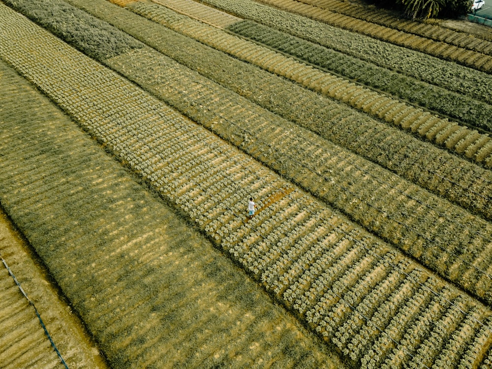 an aerial view of a farm field with rows of crops