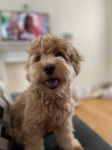A cheerful dog with a curious expression sitting among colorful pet toys in a sunlit room.
