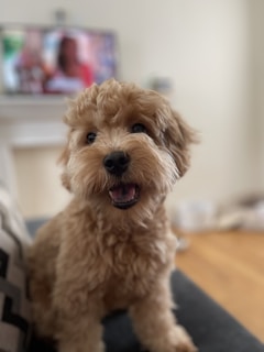 A fluffy, light brown dog with a cheerful expression sits on a dark surface indoors. The background features a blurred television displaying an indistinct image.