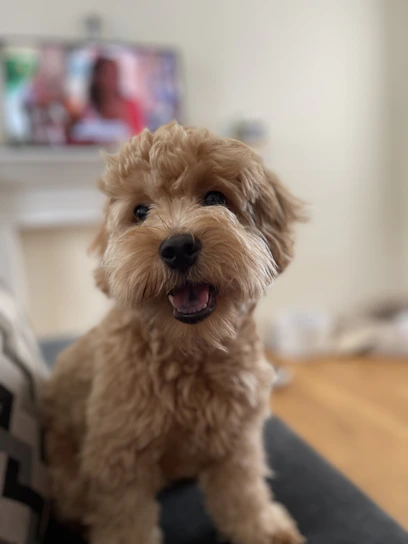 A cheerful dog with a curious expression sitting among colorful pet toys in a sunlit room.