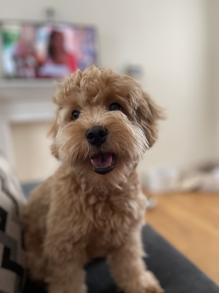 A cheerful wuffy robot dog interacting with a family in a cozy living room.