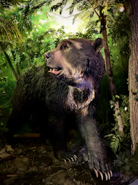 An Andean bear standing on a moss-covered branch in a misty cloud forest, surrounded by lush green foliage.