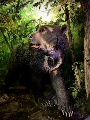 An Andean bear standing on a moss-covered branch in a misty cloud forest, surrounded by lush green foliage.