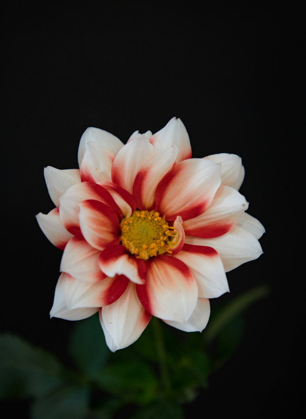 a white and red flower with green leaves